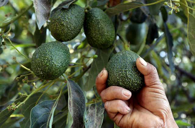 Hand grabs avocado hanging from tree branch.