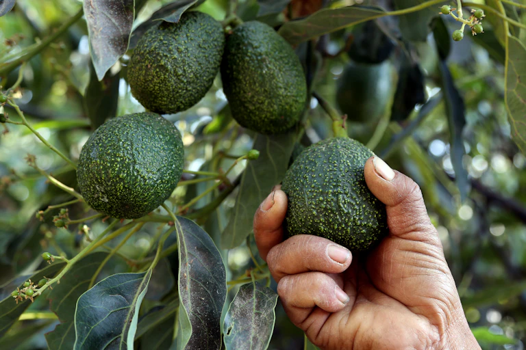 Hand grabs avocado hanging from tree branch.