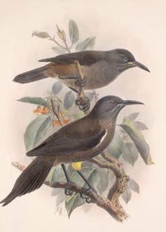 Painting of two dark gray birds on tropical tree branch.