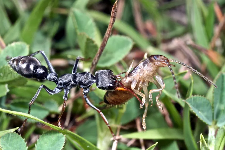 Jack Insect The insect brain: we froze ants and beetles to learn how they remember ...