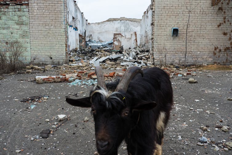 A goat stands in front of the rubble of a partially destroyed house.