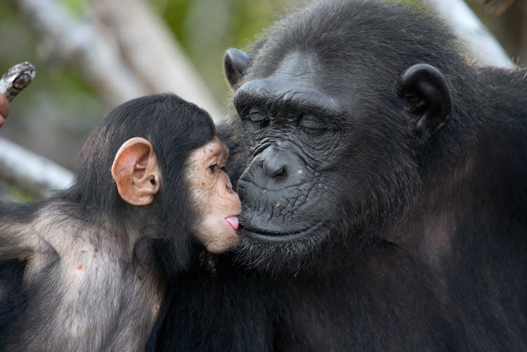 Chimpanzee mother kissing chimpanzee child