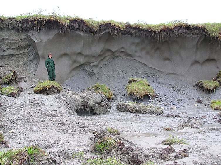 A person stands in front of an ice wedge showing in an eroded hillside. The wedge is more than twice the height of the person.
