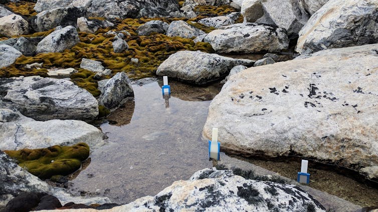 Three chemical sampling devices are shown in a melt stream surrounded by moss and lichen.