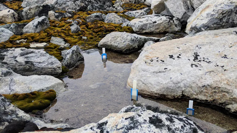 Three chemical sampling devices are shown in a melt stream surrounded by moss and lichen.