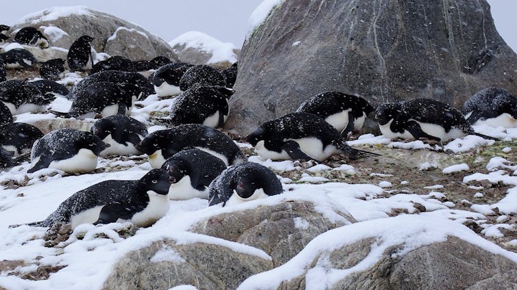 Penguins roosting on eggs among the rocks at Shirley Island, Antarctica