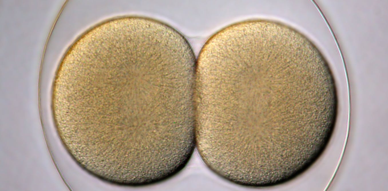 New stem cell technique bypasses ethical concerns