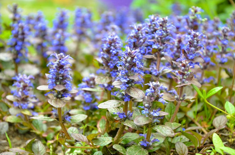 A shrub with bright blue flowers.