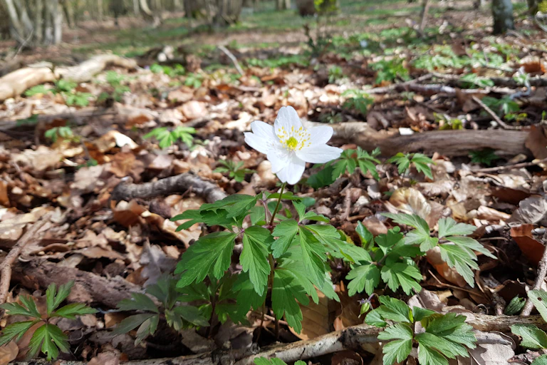 A white flower amid leaf litter.