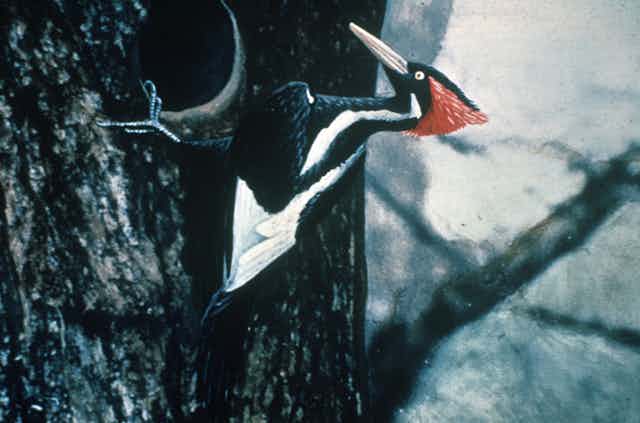 Large red-crested woodpecker drilling into a tree trunk