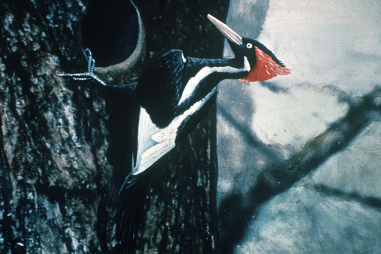 Large red-crested woodpecker drilling into a tree trunk