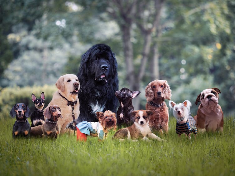 Eleven dogs of varying breeds sit on the grass.