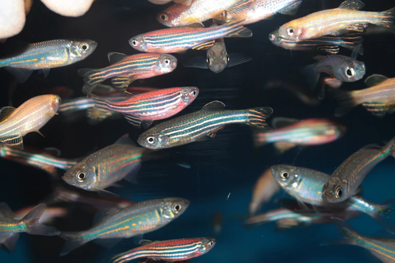 Plusieurs petits poissons dans un aquarium