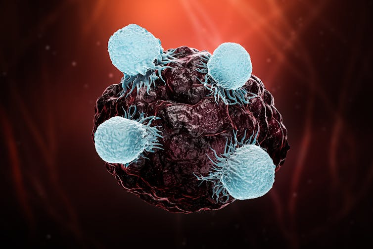 3-D rendering of four light blue killer T cells attacking a tumor or virus-infected cell.