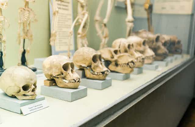 Row of skulls in a museum.