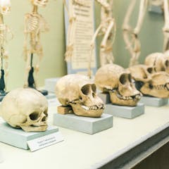 natural selection research paper ideas