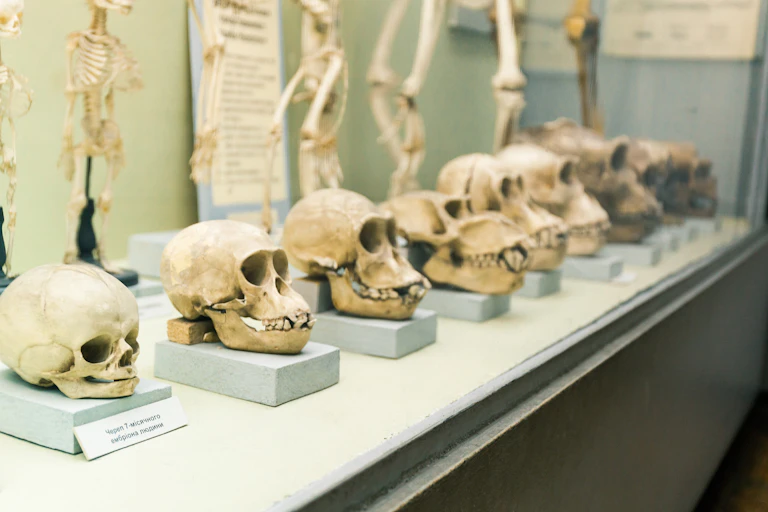 Row of skulls in a museum.