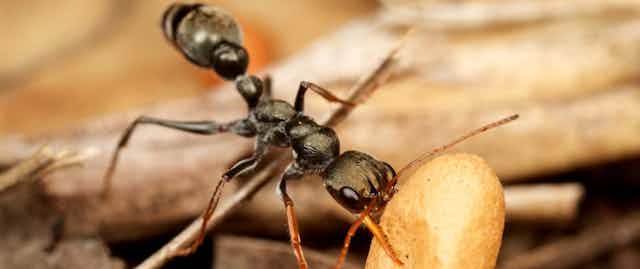Single black ant carrying its brood