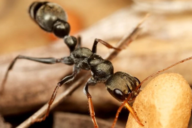 Single black ant carrying its brood