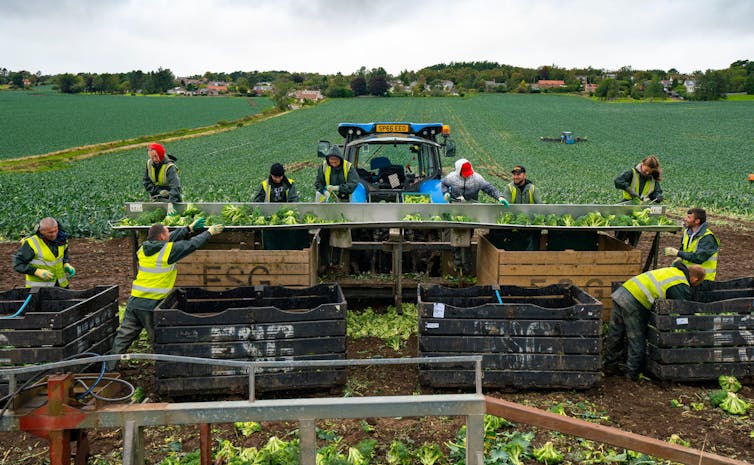 10 workers picking broccoli and placing it in a machine and large crates in a green field
