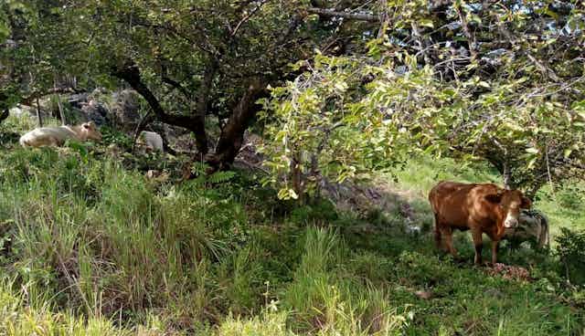 Cattle browse and graze around a cultivated land full of shrubs, grasses and trees.