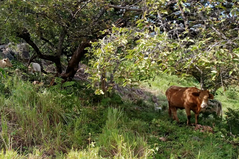 Cattle browse and graze around a cultivated land full of shrubs, grasses and trees.