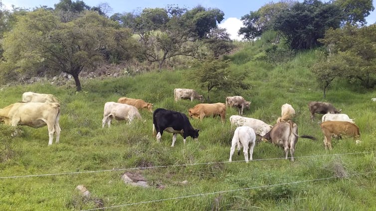 Multi-clooured cows graze in a gated field that contains grasses, trees and other vegeation.
