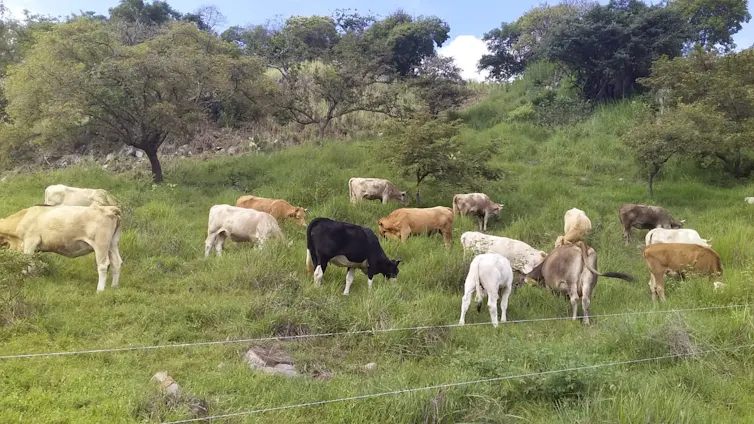 Multi-clooured cows graze in a gated field that contains grasses, trees and other vegeation.