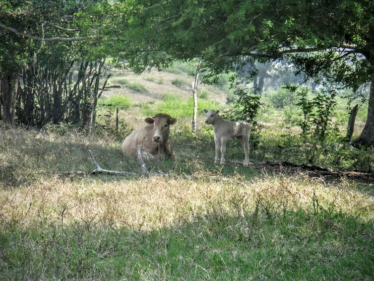 A cow and a calf relax in the centre of an area filled with grasses, shrubs and trees.