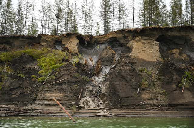 Permafrost is evident in the side of a cliff with pine trees above.