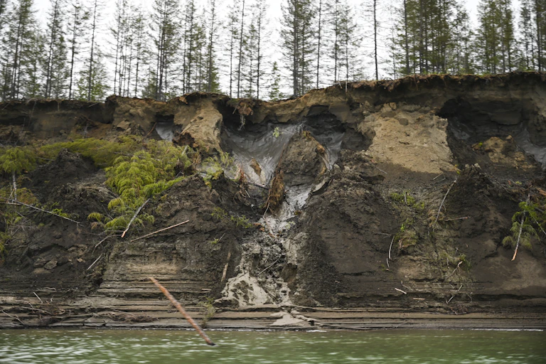 Permafrost is evident in the side of a cliff with pine trees above.