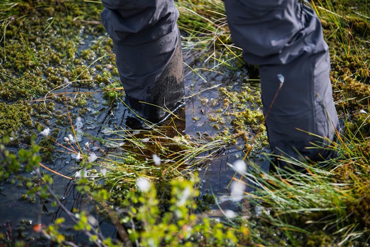 A person's legs in tall boots standing in a bog with bubbles coming up.