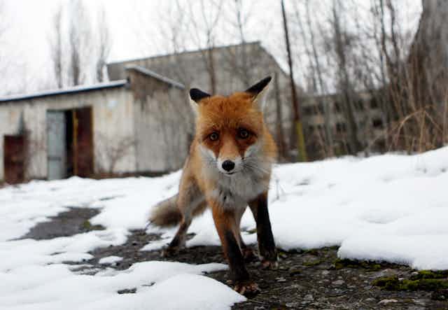 A red fox peers at the camera surrounded by  snow and in front of a deserted low-rise building. 