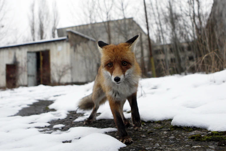 A red fox peers at the camera surrounded by snow and in front of a deserted low-rise building.