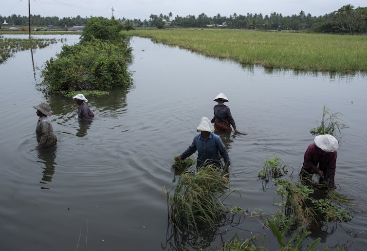 Women wade through waist-deep water in a wetlands.