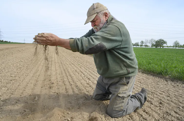 Dry soil trickles through the fingers of farmer Roland Hild as he demonstrates the dryness of his field in Germany.