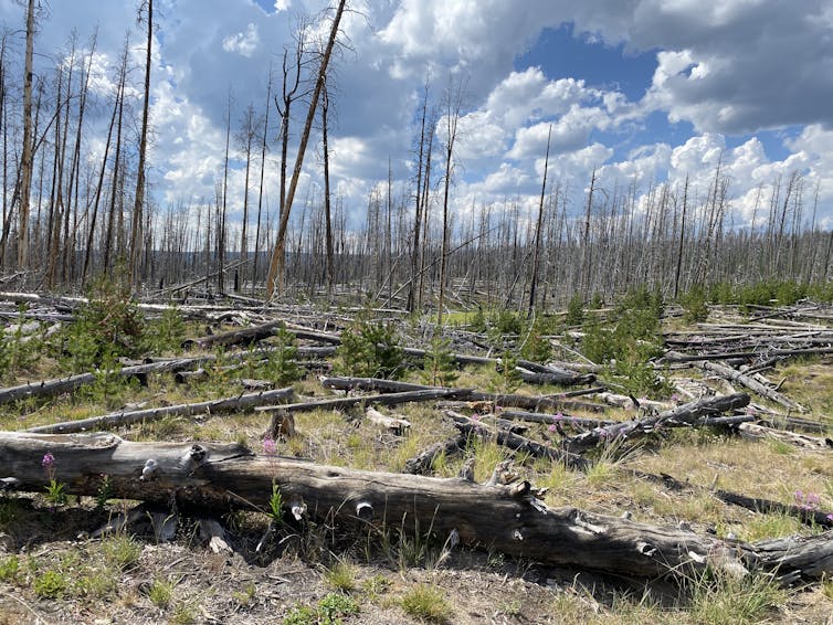 Small pine trees sprout up in a landscape recovering from fire, with burned tree trunks on the ground and standing nearby.
