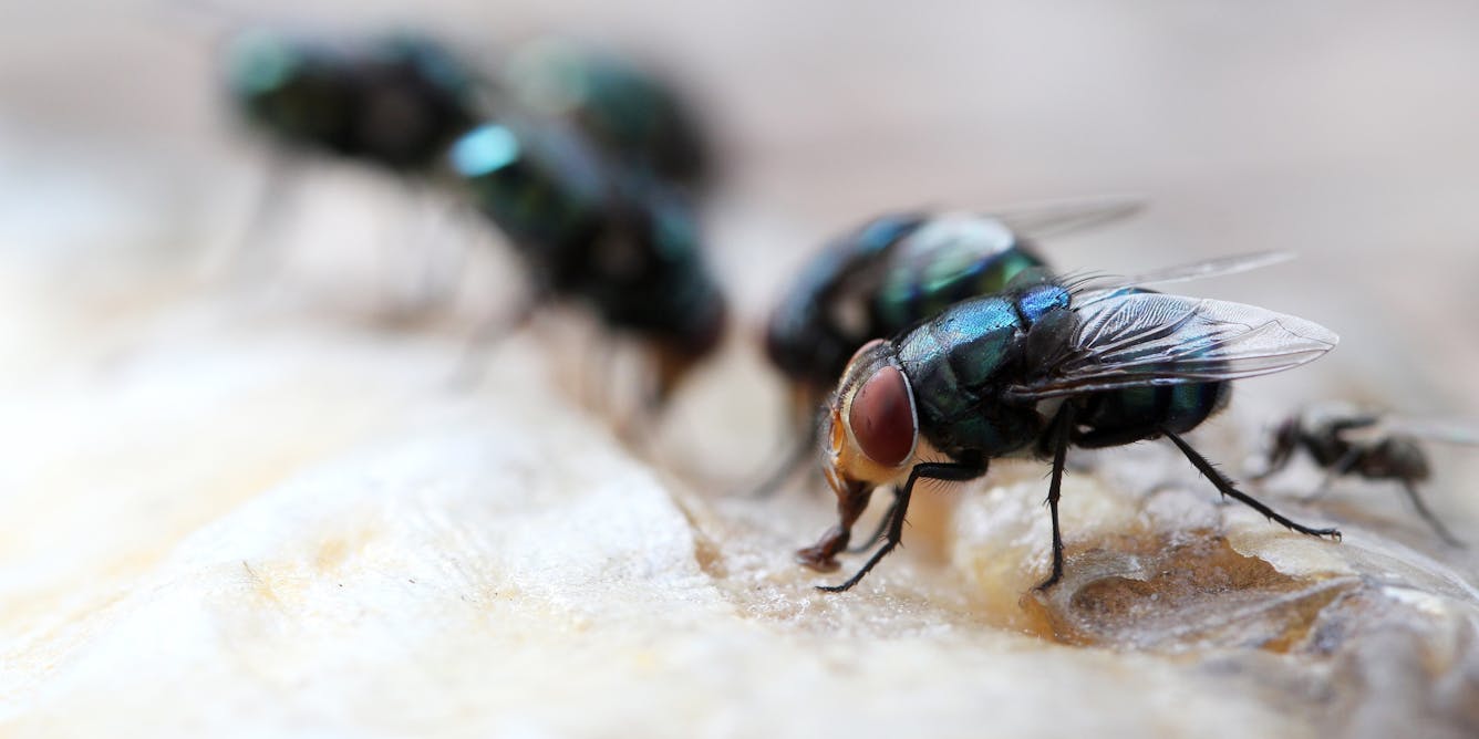 Decomposition: fly life cycle and development times - The