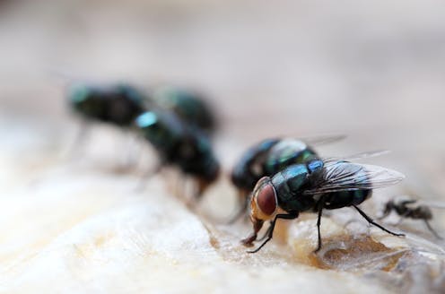 how insects can reveal drugs and poisons at crime scenes