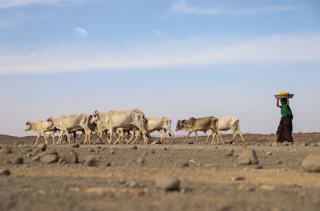 A woman follows skinny, drought-affected livestock on dry land
