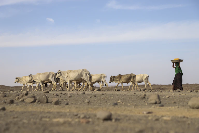 A woman follows skinny, drought-affected livestock on dry land
