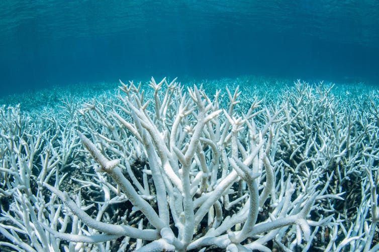 Bleached coral, Great barrier reef