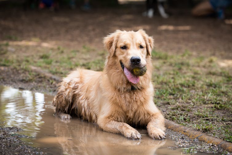 Dog plays in mud