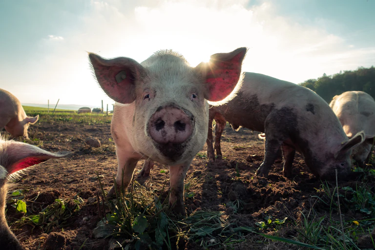 Pigs in a paddock