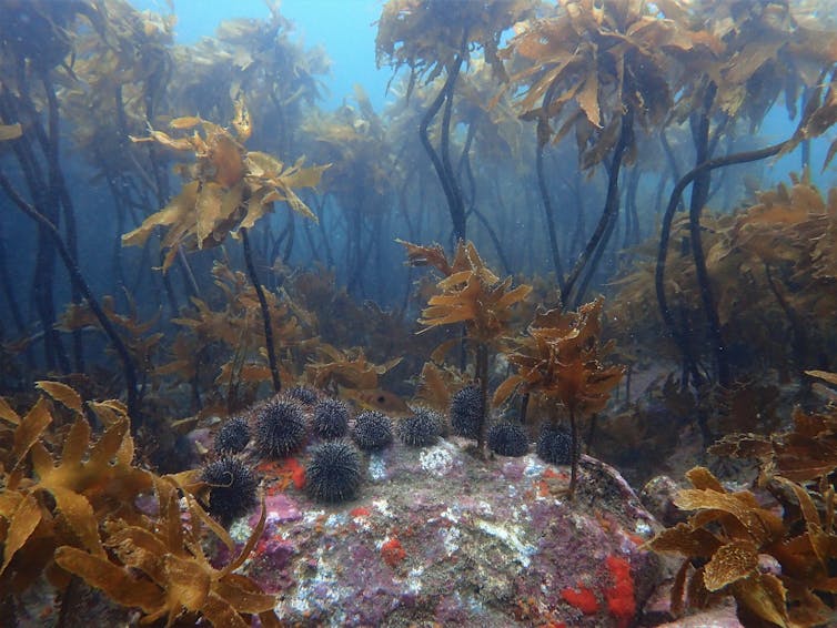 Kelp forest