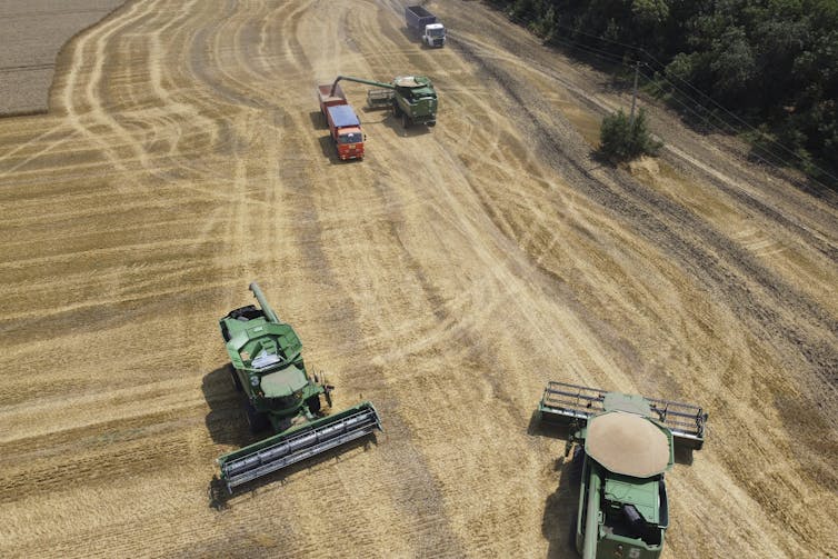 Farmers are seen harvesting wheat with combines in an aerial photo.