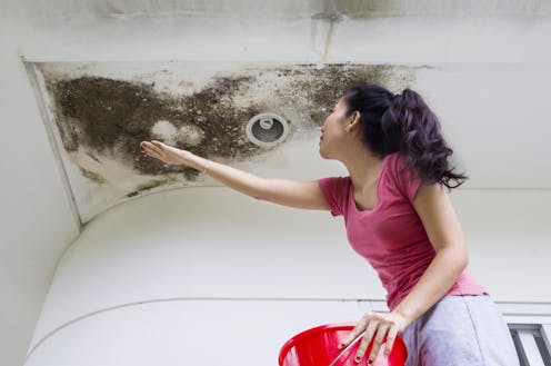 Sudden mould outbreak after all this rain? You’re not alone – but you are at risk