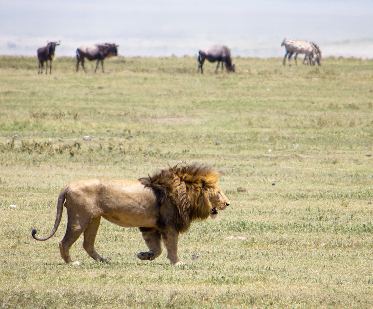 Male lion on grass with wildebeests in the background.