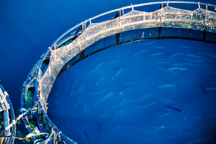 A circular pen containing swimming fish seen from above.