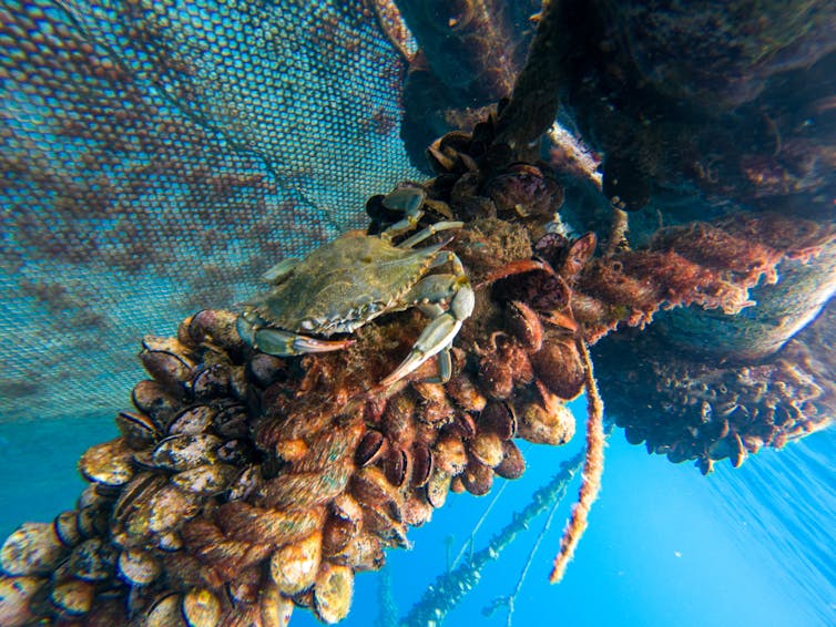 A crab rests on an underwater rope covered in mussels.